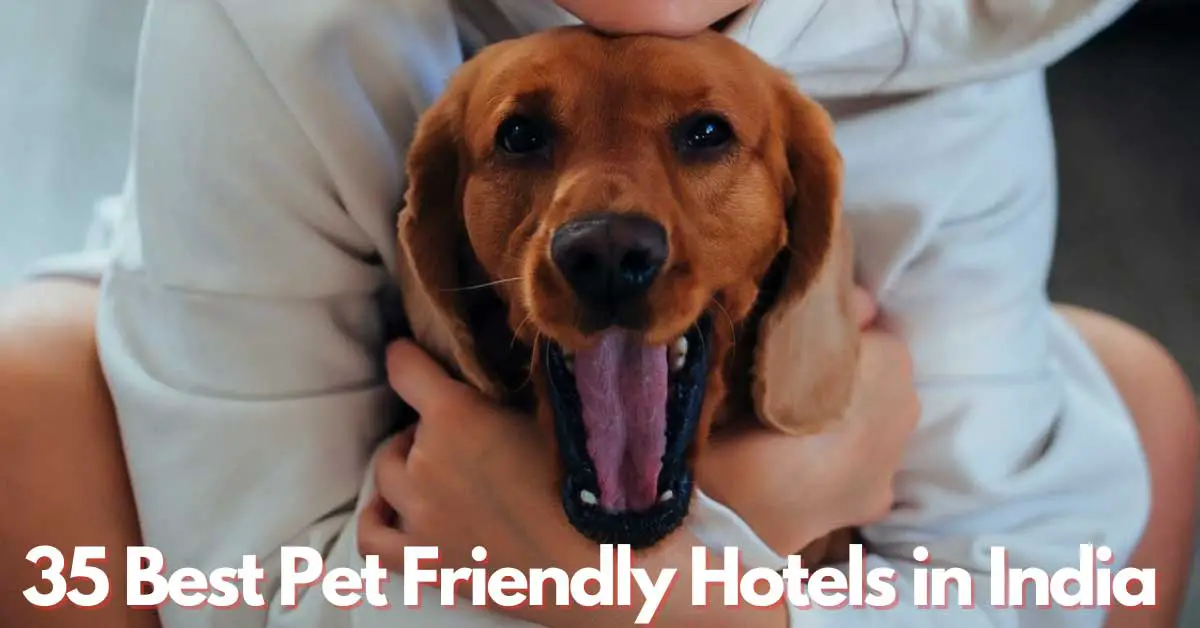 35 Best Pet Friendly Hotels In India Hotel Staff Hub